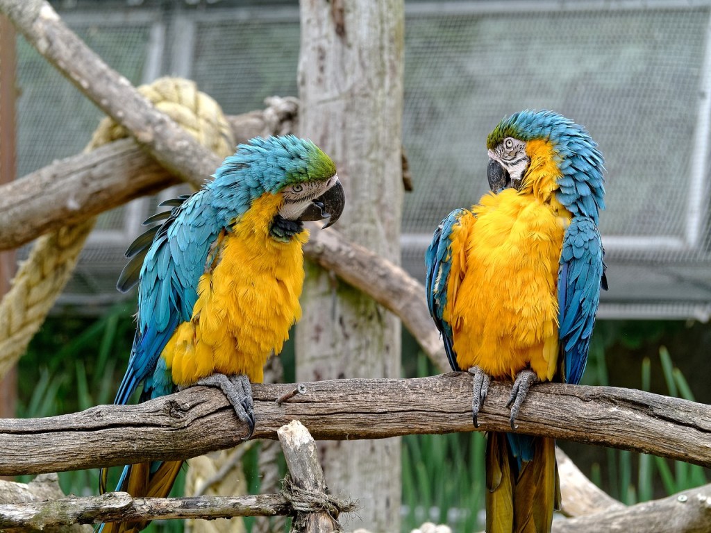 Parrots having a conversation on a branch