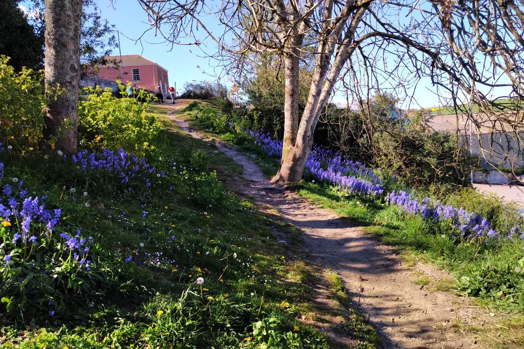 Bluebells in Falmouth