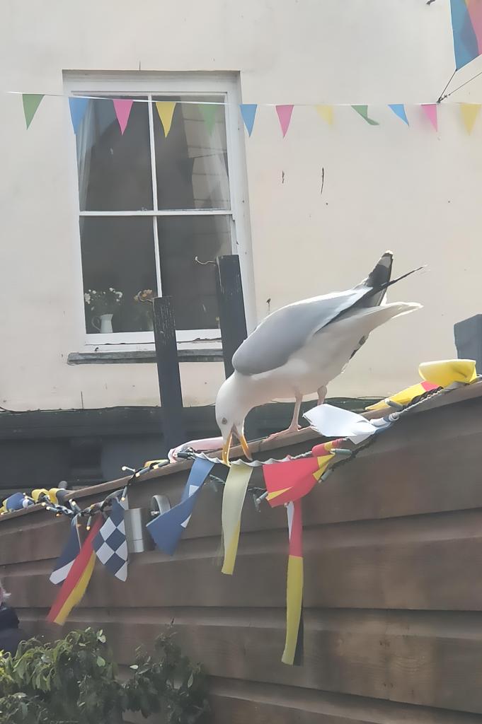 Liberation bunting and seagull